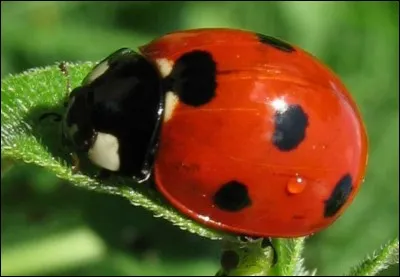 Les points de la coccinelle déterminent...