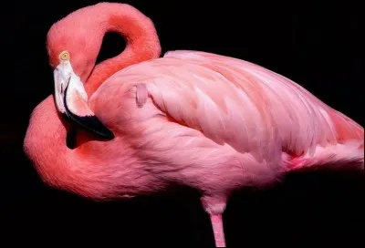 À quoi le flamant rose doit-il sa couleur ?