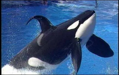 La nageoire dorsale de l'orque peut être affaissée, pourquoi ?