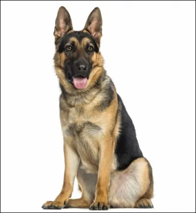 Que désigne le terme cinophile ?