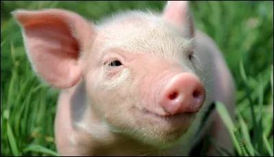 Quel prénom est-il interdit de donner à un cochon sous peine de sanctions pénales ?