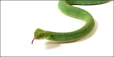 Quel accent met-on sur le mot "vipere" ?