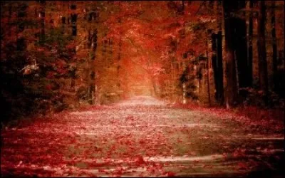 Que se passe-t-il en automne ?