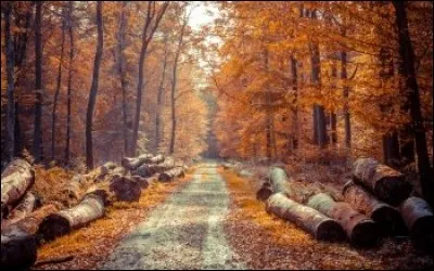 Quelle saison vient après l'automne ?