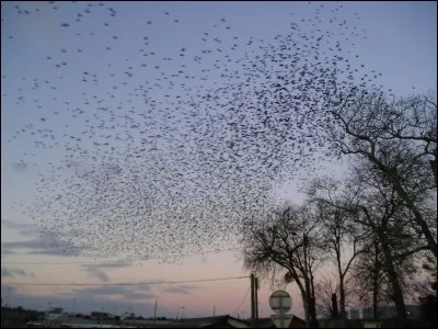 La pluie d'animaux est un phénomène météorologique extraordinaire de chute du ciel de nombreux animaux. Ce phénomène assez étrange est-il réel ?