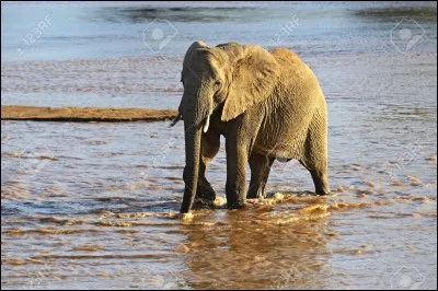 Que ne peut pas faire un éléphant ?