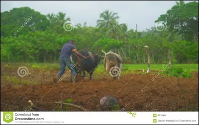 De ces trois légumes, l'un, consommé cru, est toxique, retrouvez-le ci-dessous !