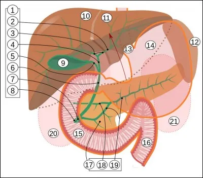 Où se trouve le sphincter d'Oddi ?