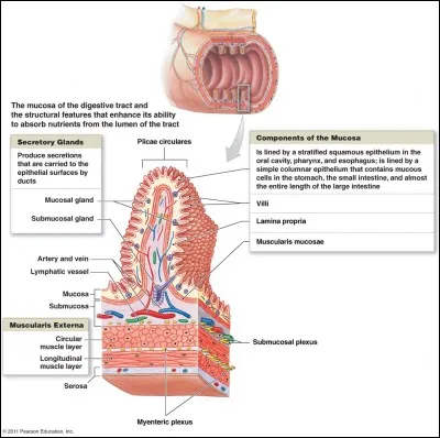 Comment s'appelle cette glande ?