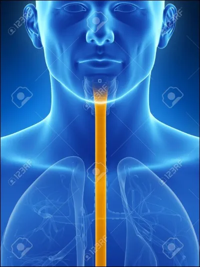 Quelles sont les tuniques de l'sophage ?
a) adventice 
b) muqueuse
c) musculeuse 
d) séreuse
e) sous-muqueuse