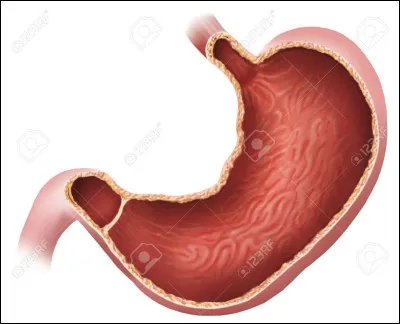 Quelles sont les 4 parties qui constituent les glandes fundiques ?
a) base
b) collet
c) crypte
d) isthme
e) pylore