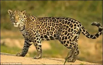Quelle est la long&eacute;vit&eacute; du jaguar ?