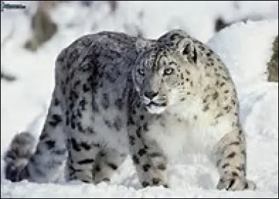 Quel est le poids du l&eacute;opard des neiges ?