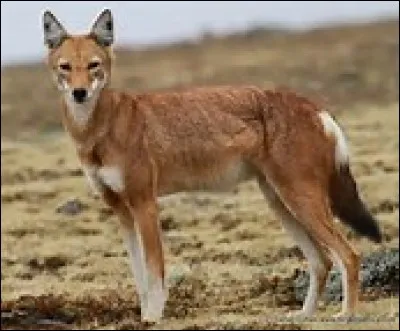 &Agrave; quelle vitesse court le loup d'Abyssinie ?