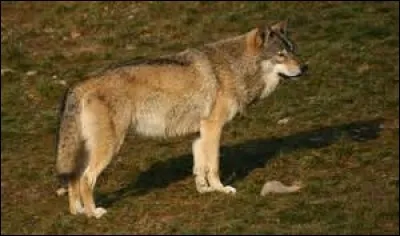 Quel est cet animal ?