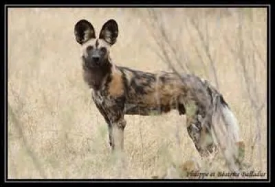 Quelle est la longueur de la queue du lycaon ?