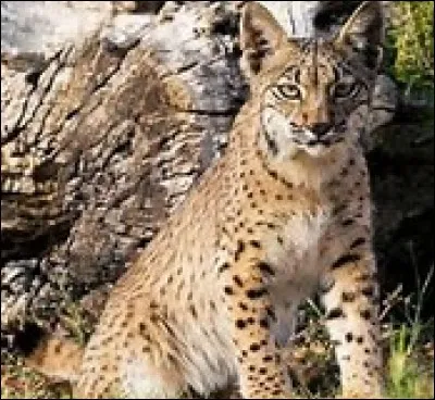 &Agrave; quelle vitesse va le lynx d'Espagne ?