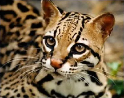 Quelle est la longueur de la queue de l'ocelot ?