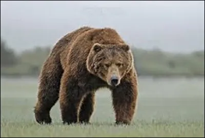 Quel est le poids de l'ours &agrave; lunettes ?