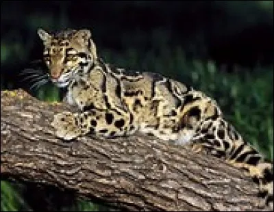 Quelle est la longueur de la panth&egrave;re n&eacute;buleuse ?