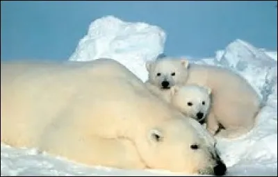 Quelle est la longueur de l'ours polaire ?