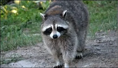 &Agrave; quelle vitesse se d&eacute;place le raton laveur ?