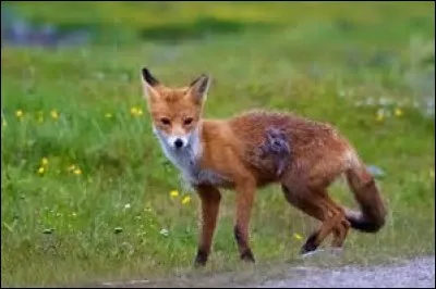 Quelle est la longueur de la queue du renard roux ?