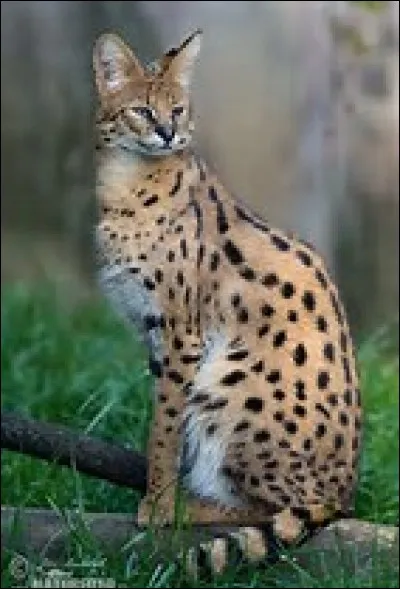 &Agrave; quelle vitesse va le Serval ?