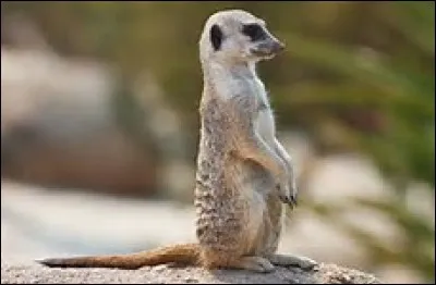Quel est le poids du suricate ?