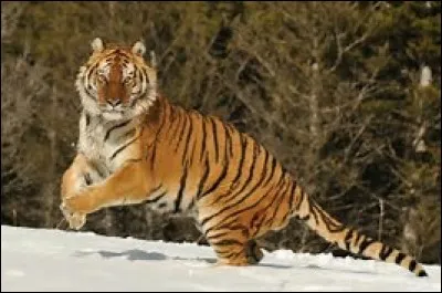 &Agrave; quelle vitesse court le tigre de Sib&eacute;rie ?