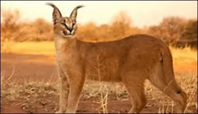Quel est le poids du caracal ?
