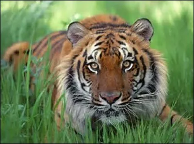 Quelle est la longueur du tigre du Bengale ?