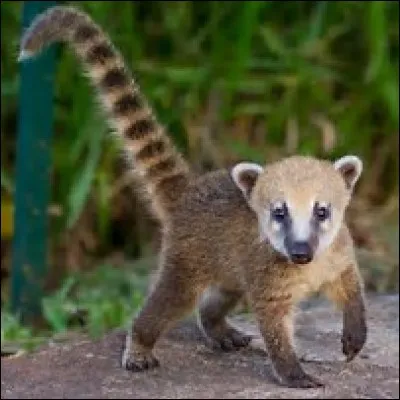 Quelle est la long&eacute;vit&eacute; du coati ?