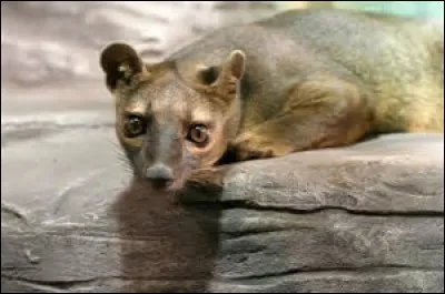 Quel est cet animal ?