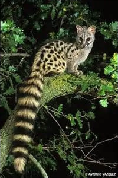 Quelle est la long&eacute;vit&eacute; de la genette d'Europe ?