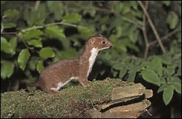 Quiz Animaux