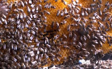 Quiz Abeilles