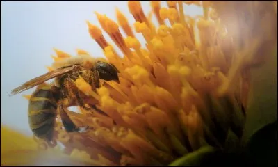 Quel «ingrédient» permet aux abeilles de faire le miel ?