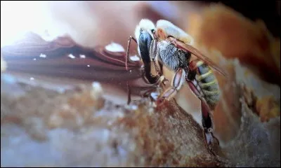 Existe-t-il des abeilles sans dard ?