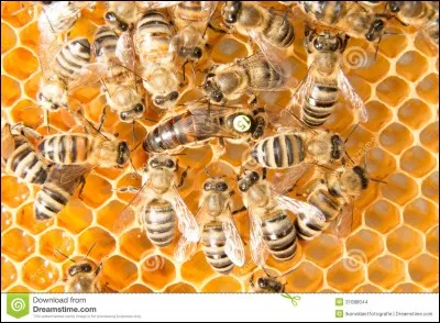 La reine a un «superpouvoir». Lequel ?