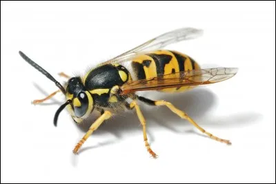 Des guêpes peuvent vivre à côté des abeilles.