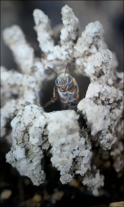À quoi servent les gardiennes ?