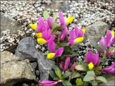 Riz recouvert de sa balle, donc non décortiqué :