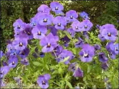 Court ou long, fait d'étoffe, de cuir, de plumes ou de matière végétale, ce vêtement est drapé autour des hanches :