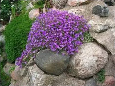Abeille solitaire parfois appelée "abeille maçonne" qui joue un rôle important dans la pollinisation :