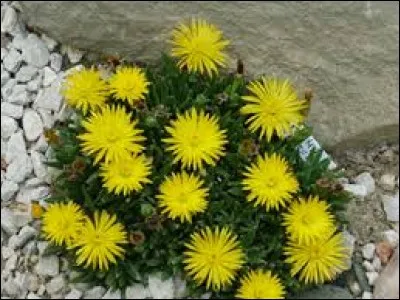Plantes utilisées pour fixer les dunes :
