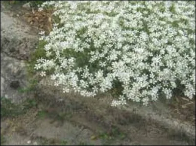 Médecine. Rhinite croûteuse atrophique ou atrophie de la muqueuse et du squelette des fosses nasales :