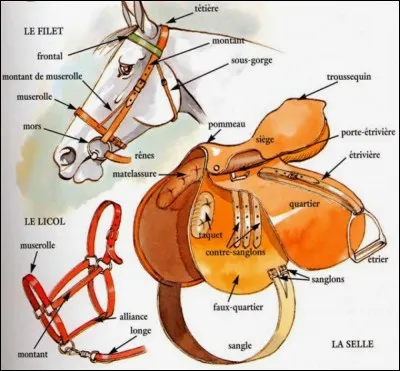 Lequel de ces noms ne figure pas dans la selle ?