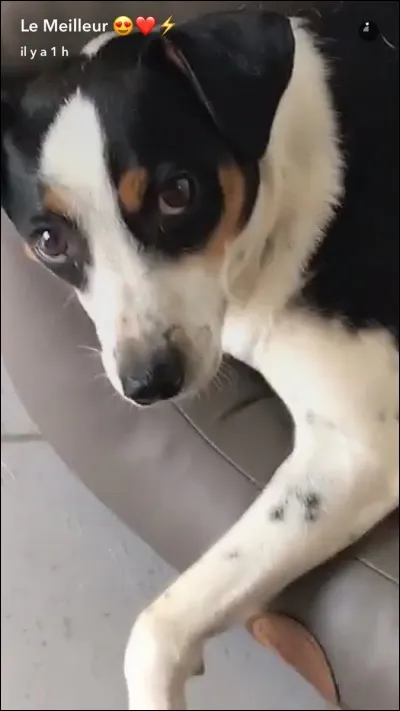 Quel animal de compagnie a-t-elle ?