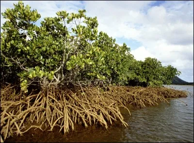 M comme mangrove : quels arbres constituent principalement la mangrove ?